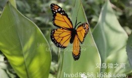 国产采精小蝴蝶,探寻自然之美与科技创新的完美融合