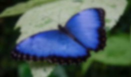 国产采精小蝴蝶,探寻自然之美与科技创新的完美融合