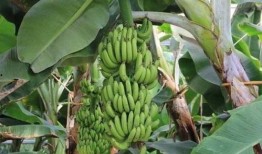 大香蕉在线 国产,国产生态的崛起与展望