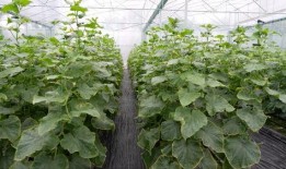 亚洲 国产 熟,国产熟品鉴之旅